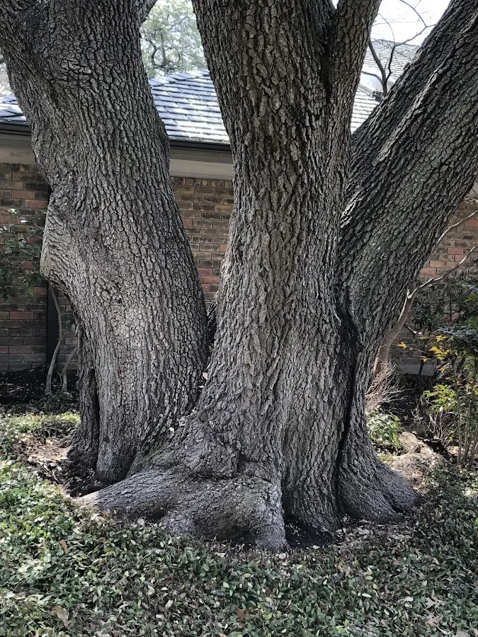 Mature heritage tree close to a White property cared for by certified arborists