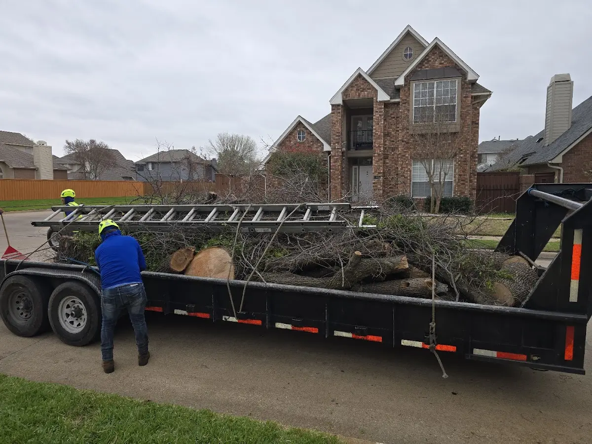 Expert Tree Removal with proper safety equipment in White